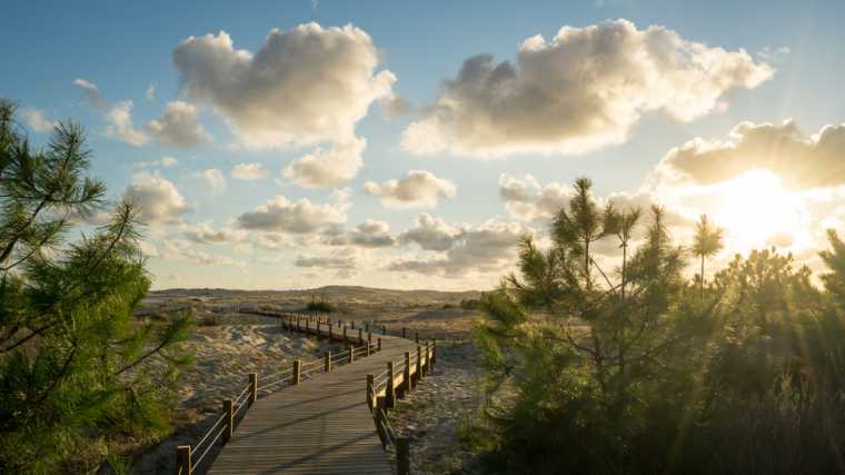 In de omgeving van Biscarosse kun je wandelen of fietsen door bossen en duinen.