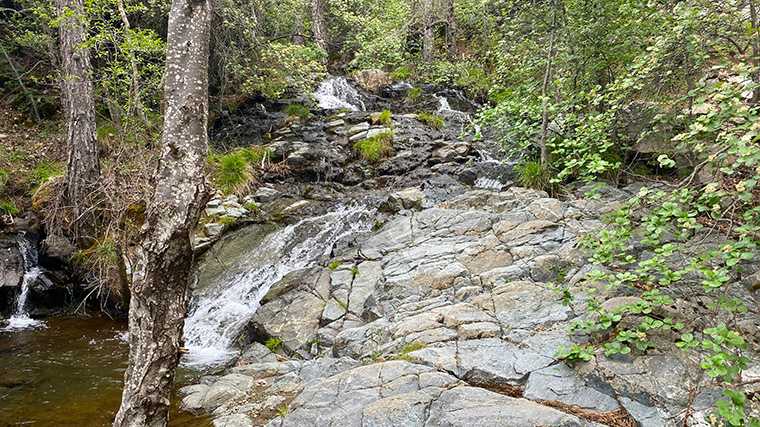 In het Troödosgebergte rijd je door dichte, groene bossen. 