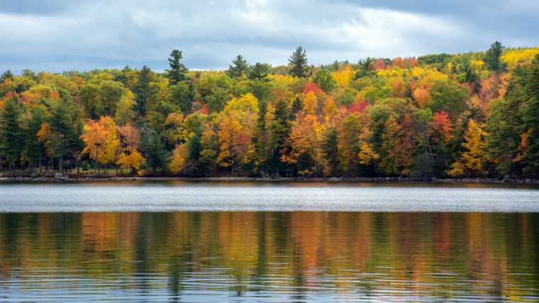De bomen langs Sebago Lake in herfstkleuren.