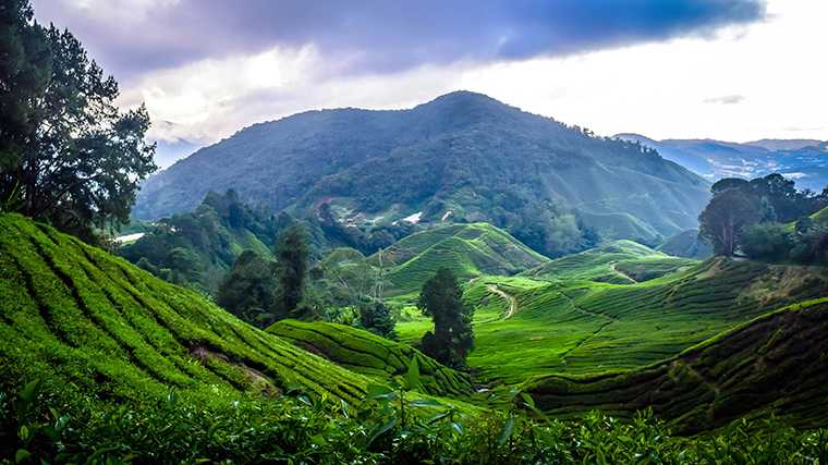 Cameron Highlands, Maleisië.