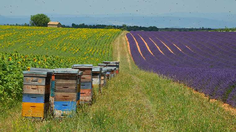 Bijenkorven tussen zonnebloem‑ en lavendelvelden bij Valensol.