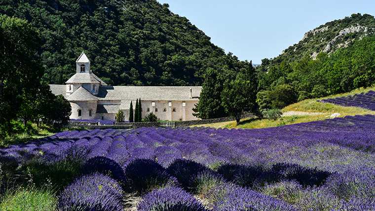 Bloeiende lavendel bij de abdij van Sénanque.