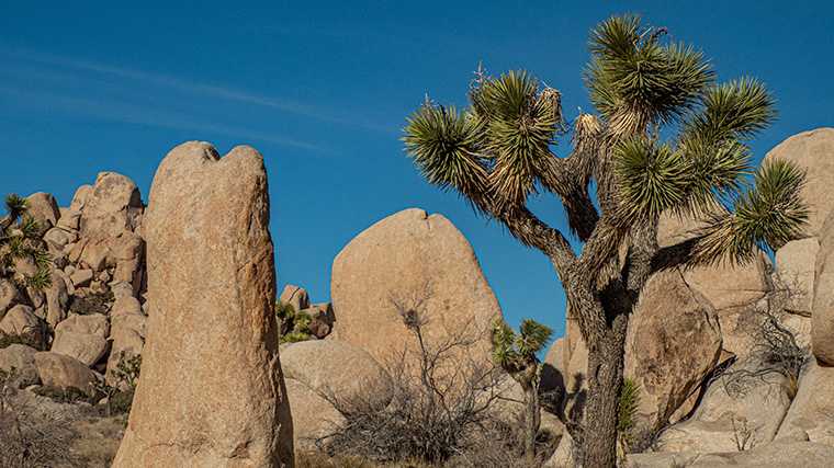 Grillige rotsen en vreemd gevormde yucca’s in Joshua Tree National Park.