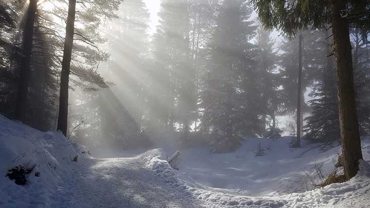 Besneeuwd dennenbos bij Seefeld in Tirol.