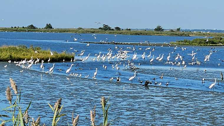 Edwin B. Forsythe park is een waar vogelparadijs, vlak bij Atlantic City.