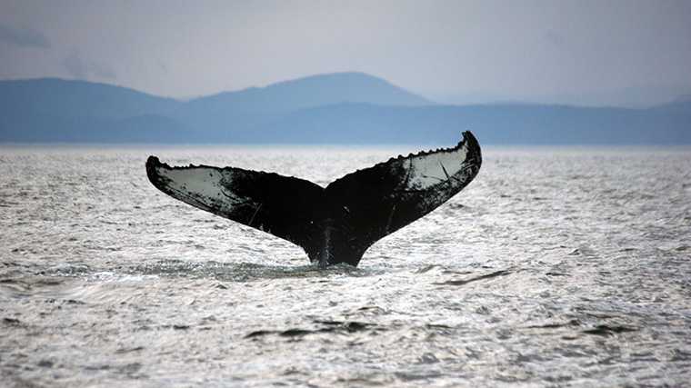 Walvis in de Saint Lawrence, Canada.