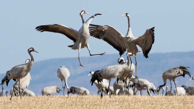De dans van de kraanvogels bij het Zweedse Hornborgasjön.