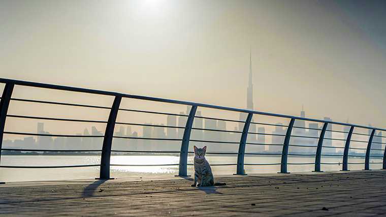 Langs veel stranden lopen promenades met mooi uitzicht op de skyline van Dubai-stad.