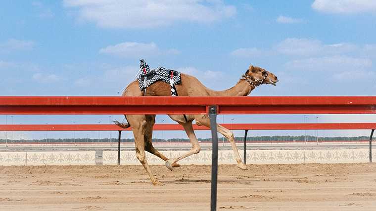 Kamelenrace in Dubai.