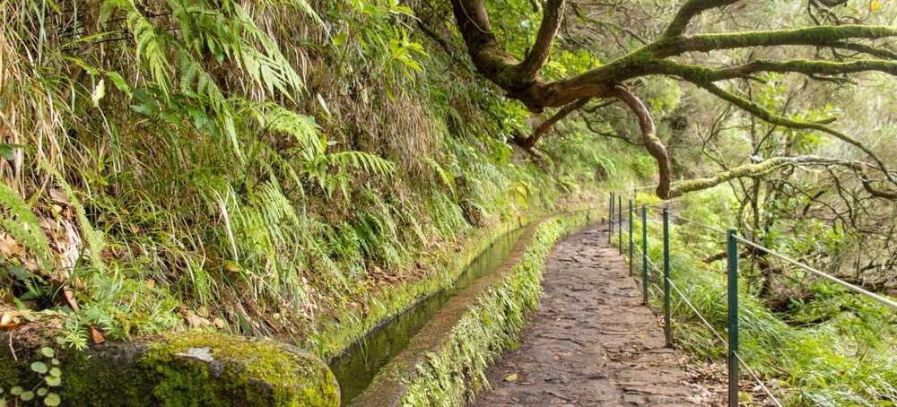 De levada’s lopen door de oerbossen van Madeira.